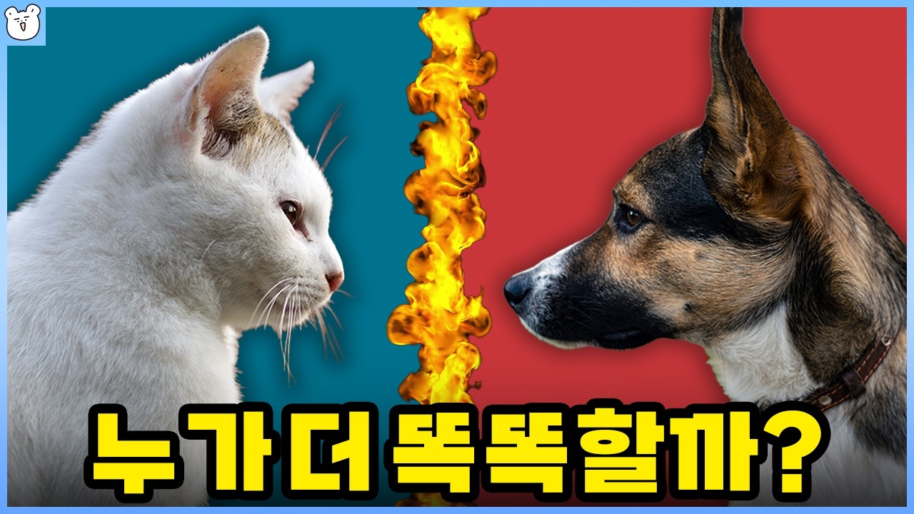 강아지 vs 고양이 누가 더 똑똑할까?
