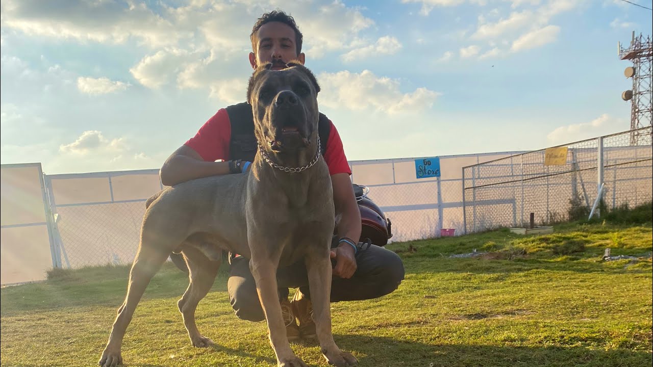 تدريب كلب كين كورسو حراسه متقدمه (pixe)#dog #dogs #doglover #canecorso #canelo #canecorsoseth