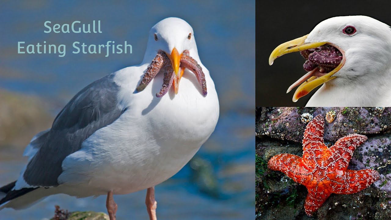 How is it possible for a seagull to eat a starfish? A Gull tries swallowing a starfish whole.