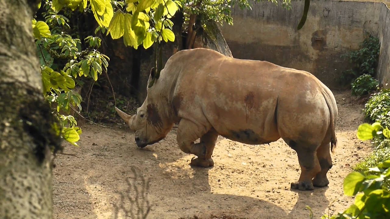 台北動物園一日遊 Taipei Zoo ( GF2 Video Hack PTOOL v3.64 )