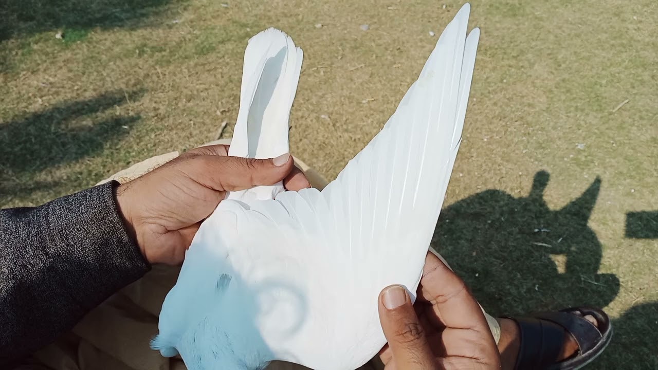 White eyes jonsiry Laakhy or kaal noky kbutron ka shok ustad Syed Salman shah gilani pigeons 💞