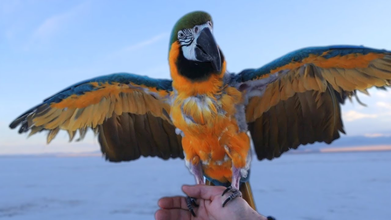 Blue and Gold Macaw Rescued From Hoarding Situation