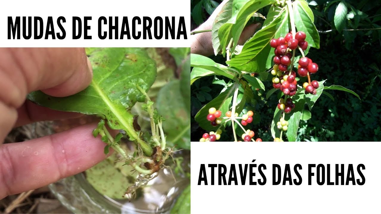 Como fazer MUDAS de CHACRONA através das folhas / Psychotria Viridis / Ayahuasca.