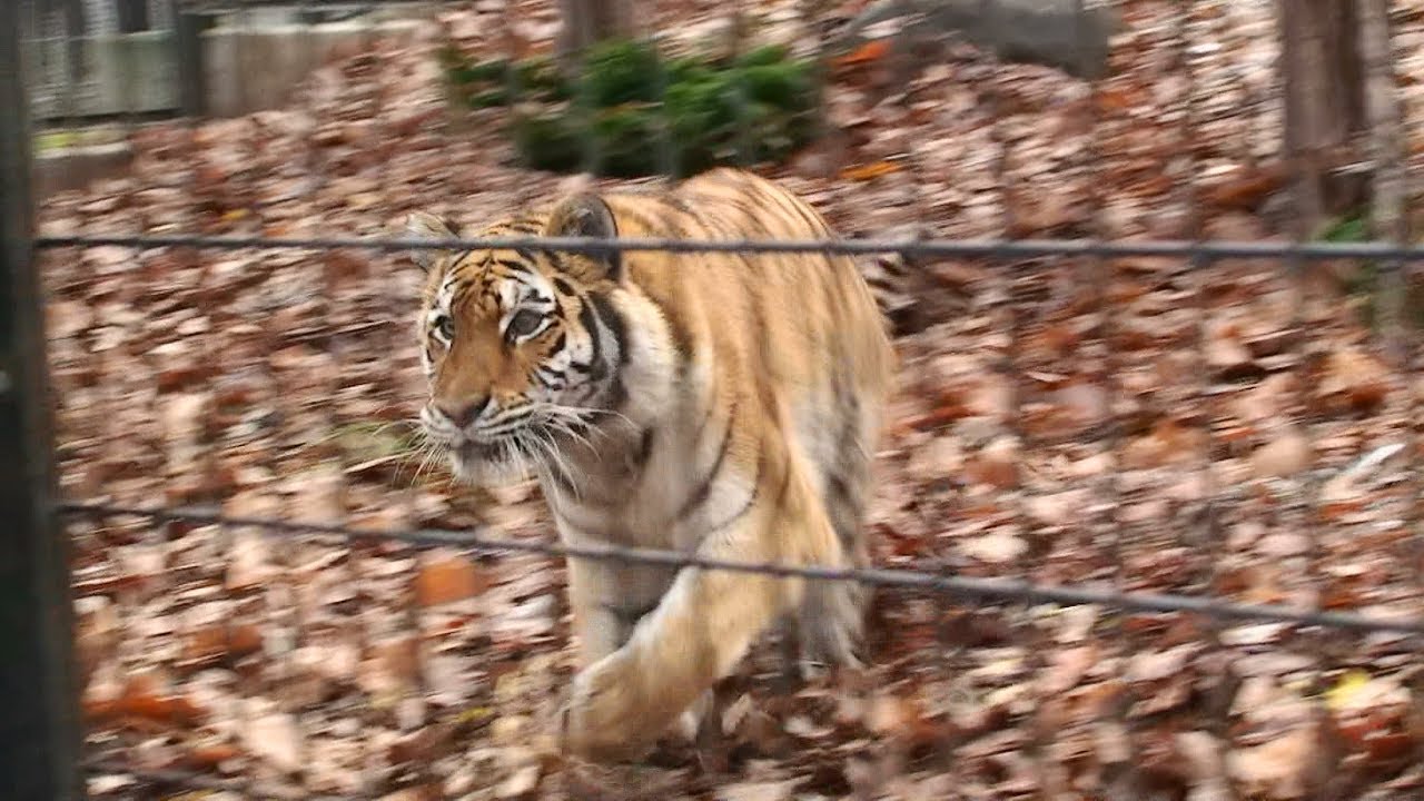 走りまわる「のん」!!　落葉のじゅうたんに大興奮‼ - 旭山動物園（2010）Siberian tiger 