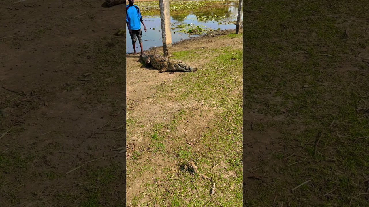 Paga crocodile pond. Upper East region, Ghana 🇬🇭