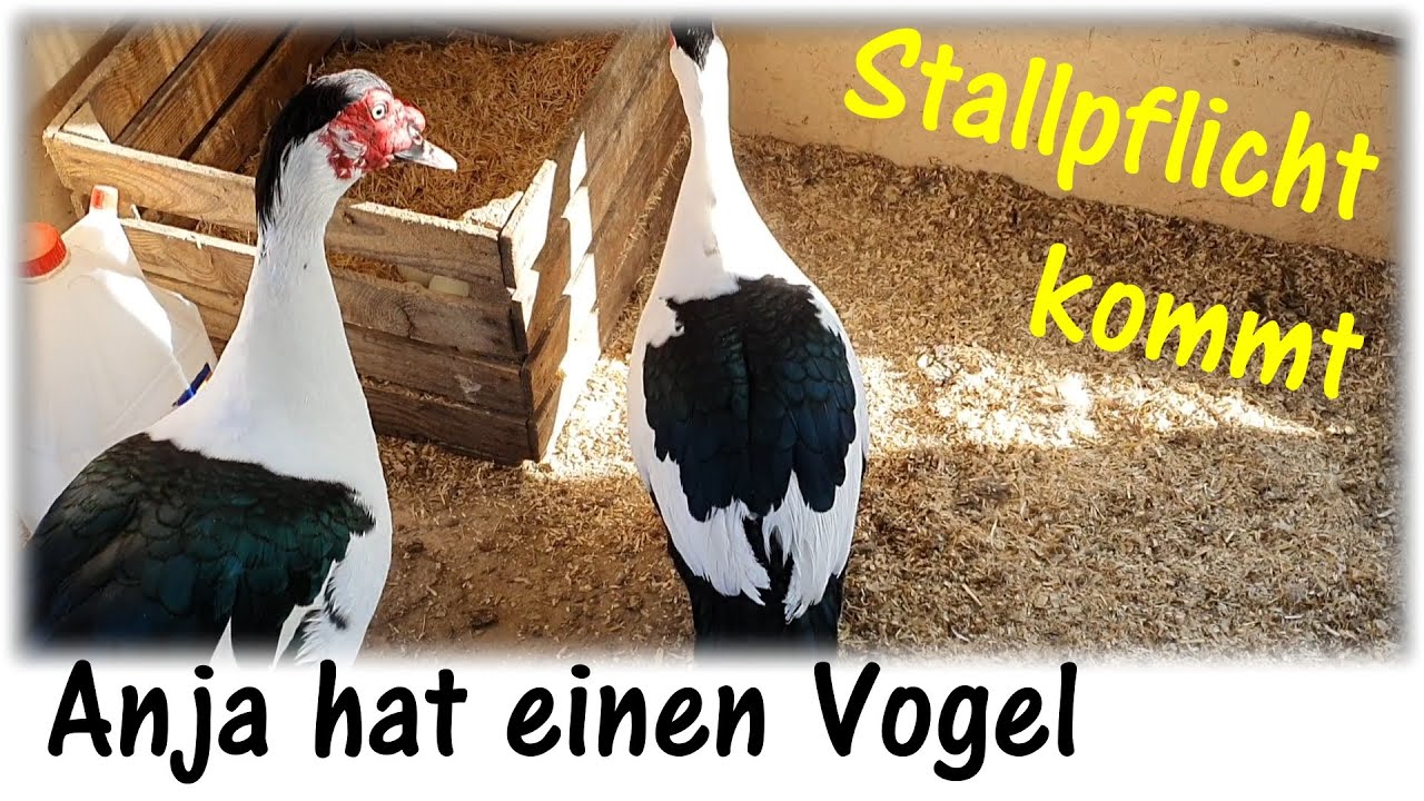 Stallpflicht - Glucke - Küken / Anja hat einen Vogel