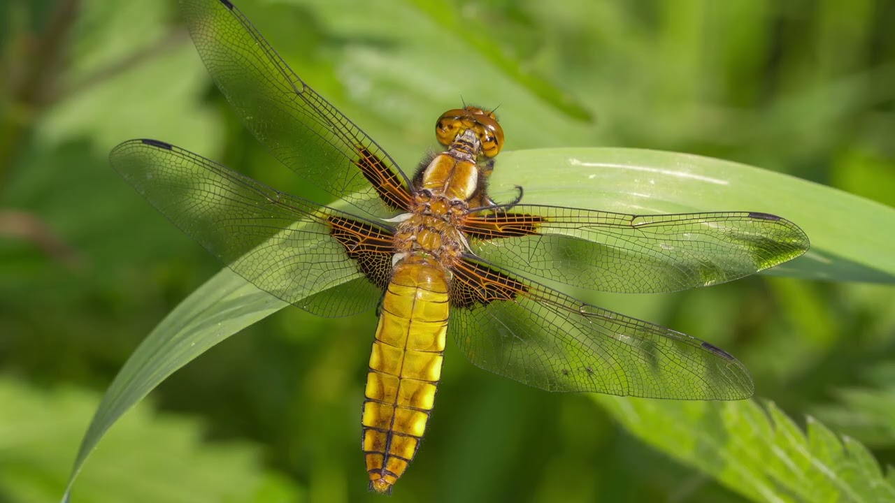 Die Tierwelt der Westerwälder-Seenplatte im Reigen der Jahreszeiten