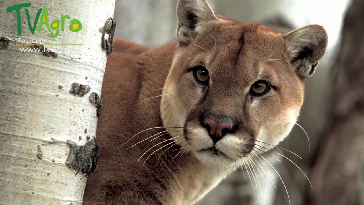 Proceso de Rastreo de Pumas y Tigrillos - TvAgro por Juan Gonzalo Angel