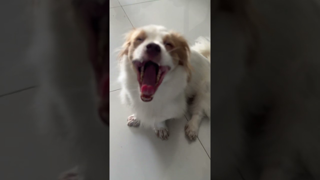 Полное видео ниже #PuppyDaily #KokoniLife #DogWorld #PuppyCutie #DogFamily #LittlePuppy #KokoniLove