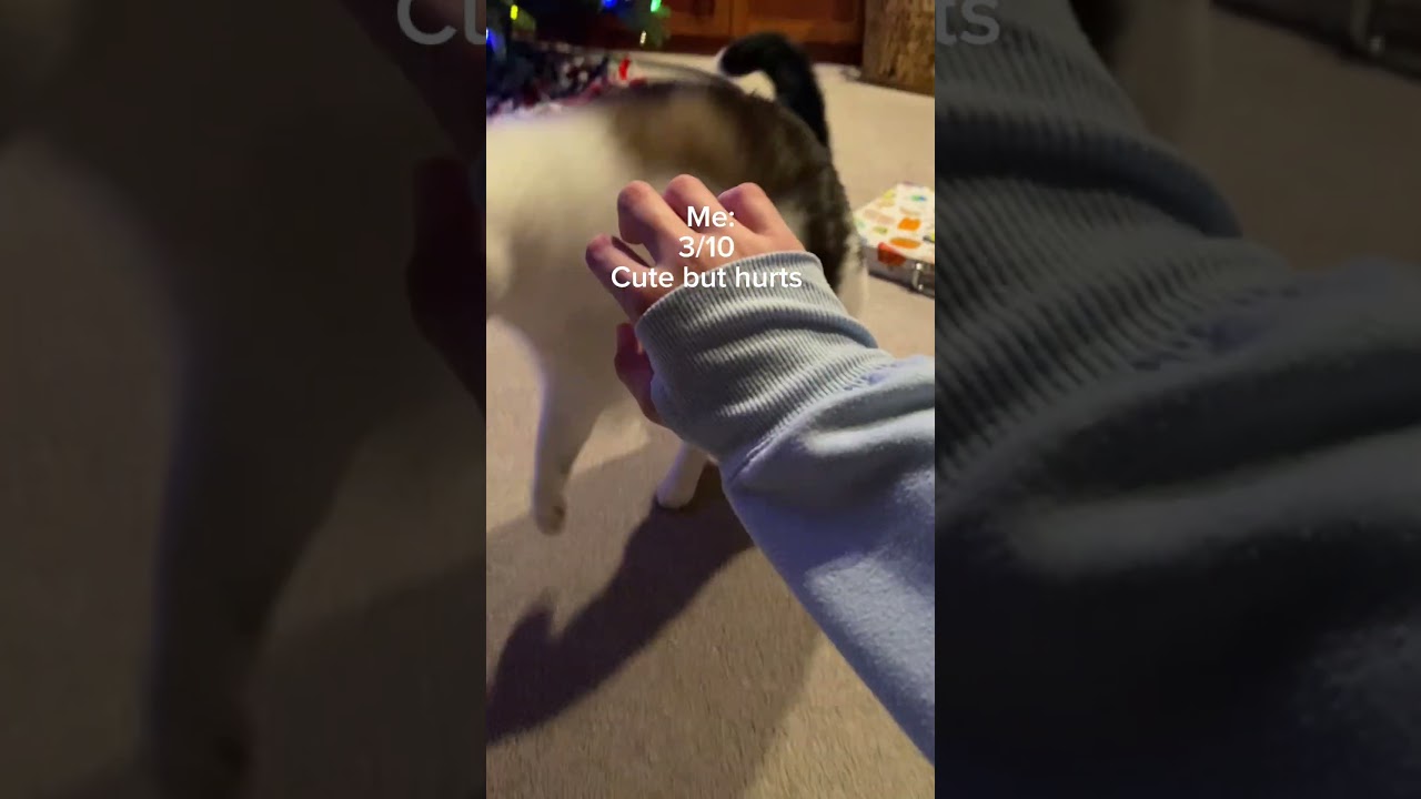 Rating things my cat bites 😛😊 