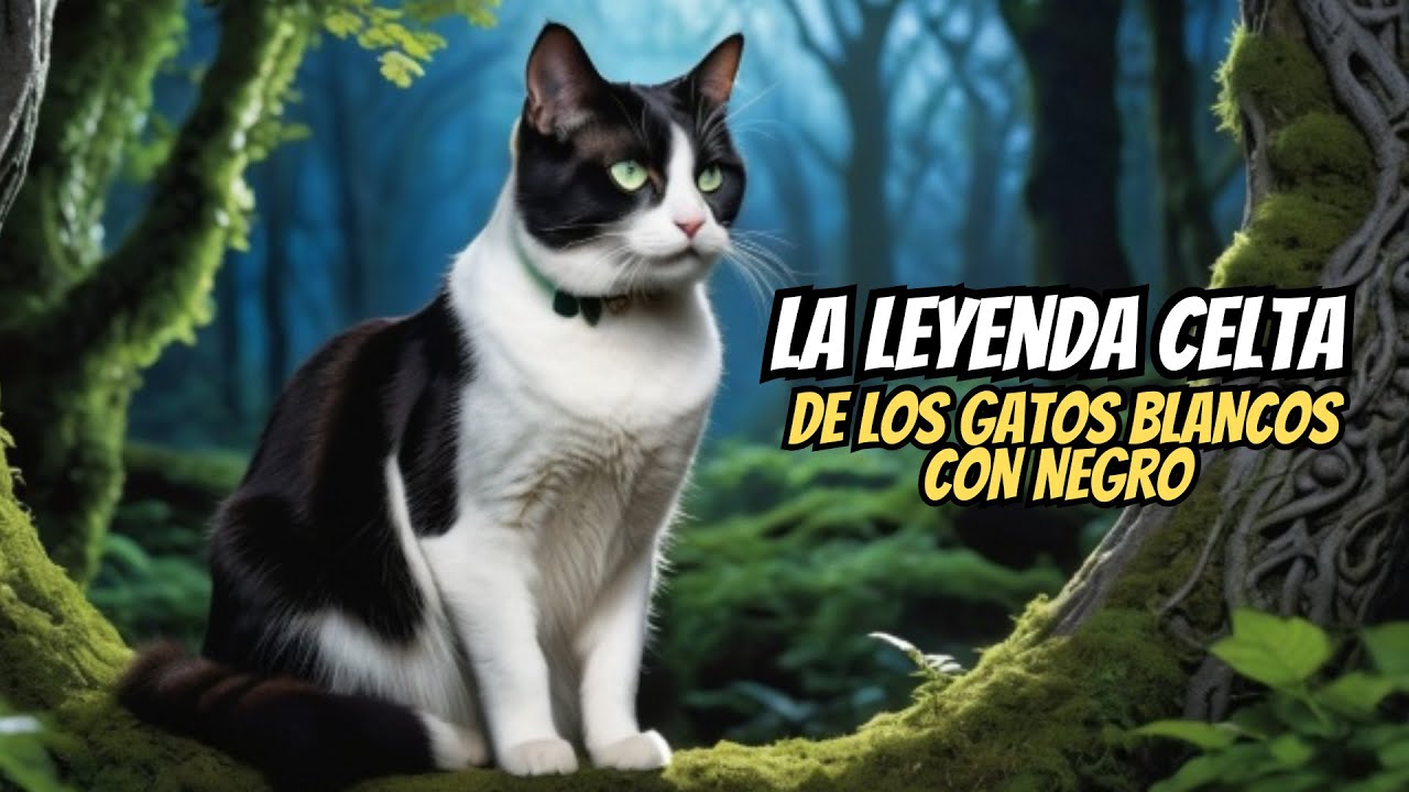 🔴LEYENDA CELTA DE LOS GATOS BLANCOS CON NEGRO | UNA HISTORIA DE AMOR Y LEALTAD