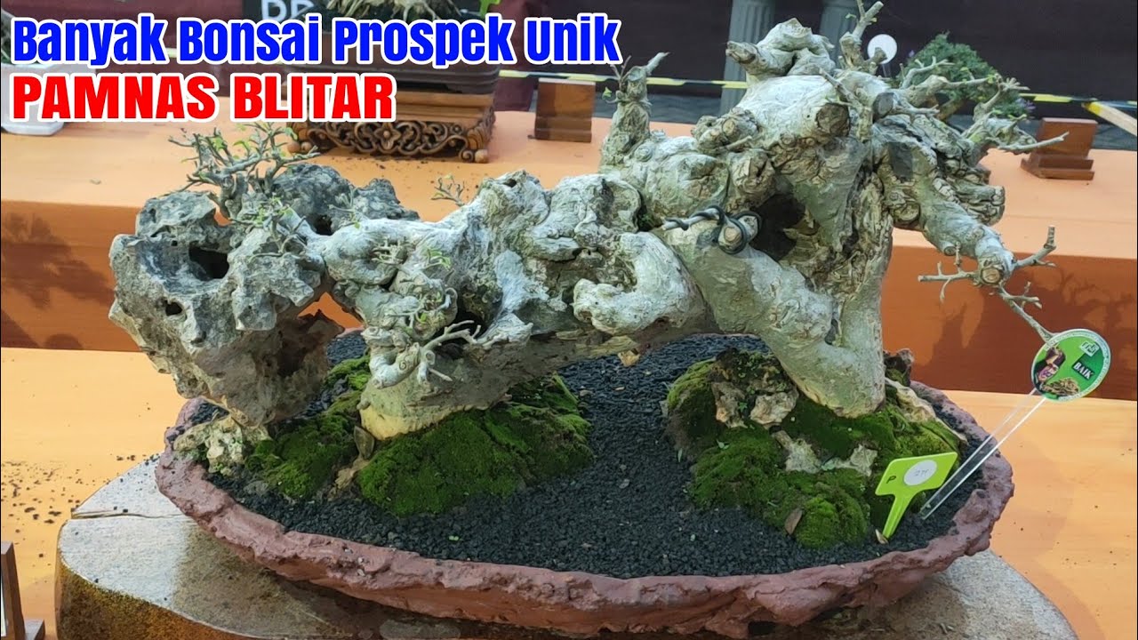 PAMNAS BONSAI BLITAR Banyak Bahan Prospek Yang Unik!