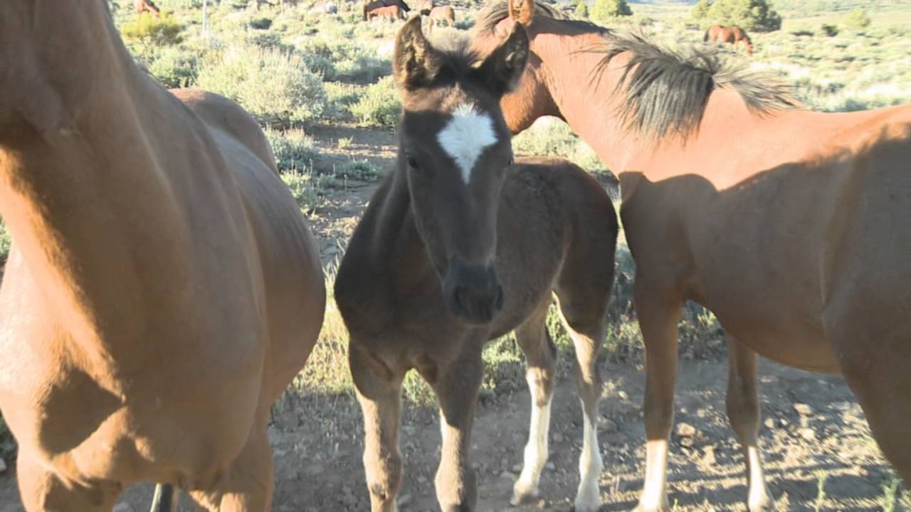 The Wild Horses of the Virginia Range