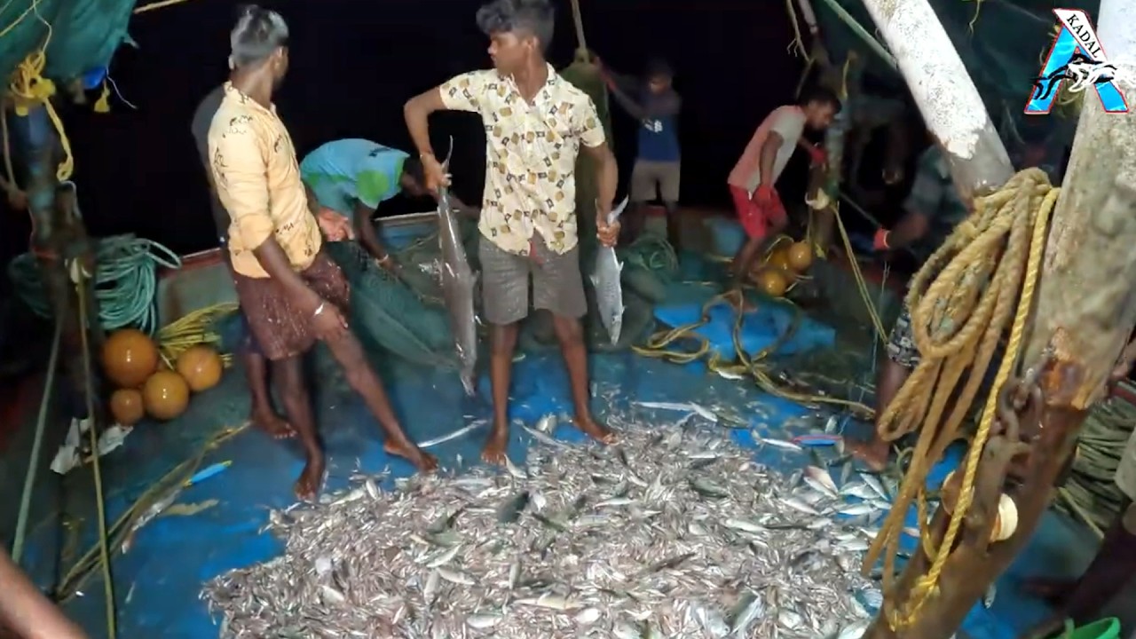 “Massive Sardine Catch on Night Fishing Boat” 🎣 | “Ocean Harvest – Giant Sardine Catch by Fishermen”
