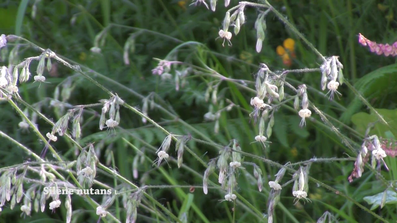 Silene nutans