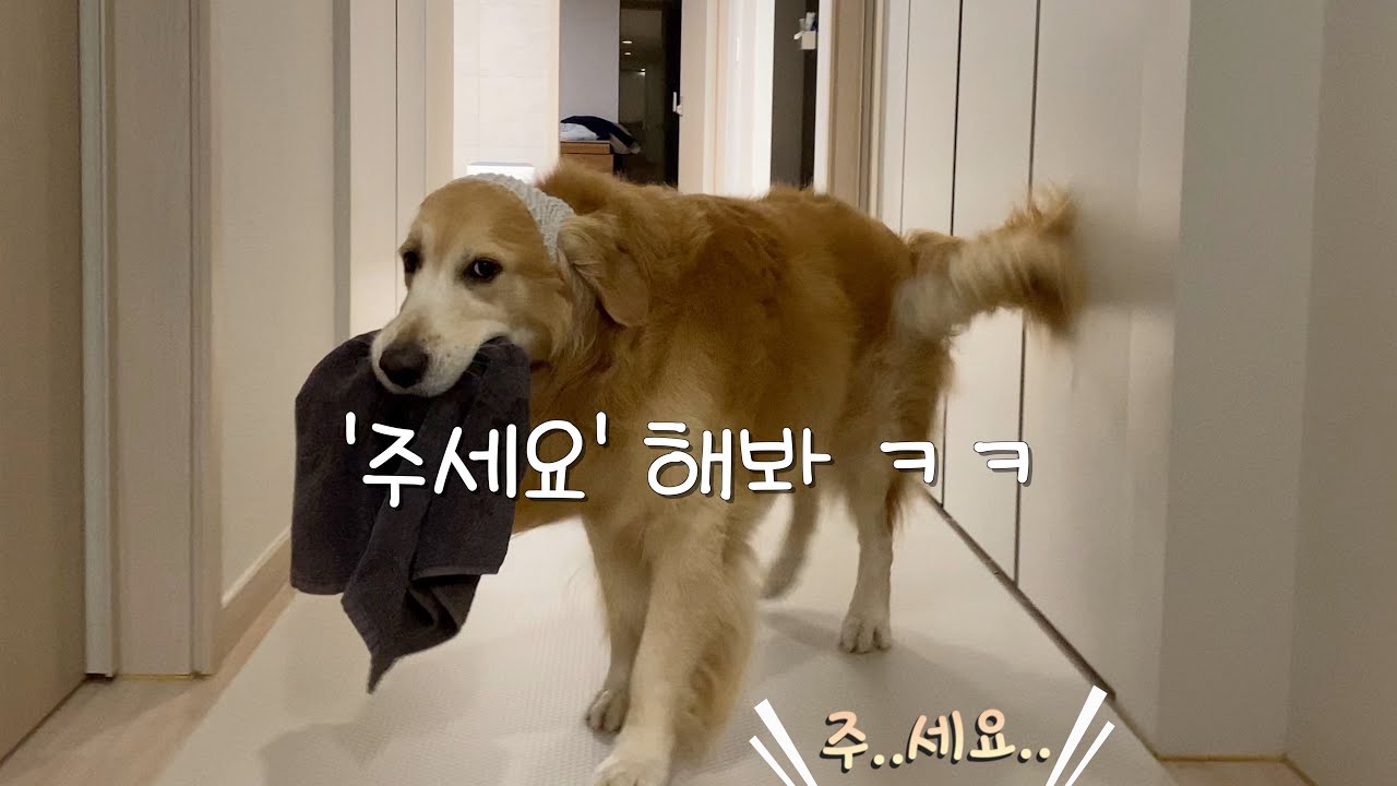 반려견이 나를 무시하고 있다는 증거 [Eng Sub]