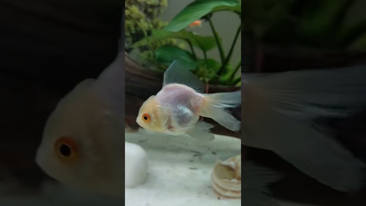 Oranda Japon Balığı