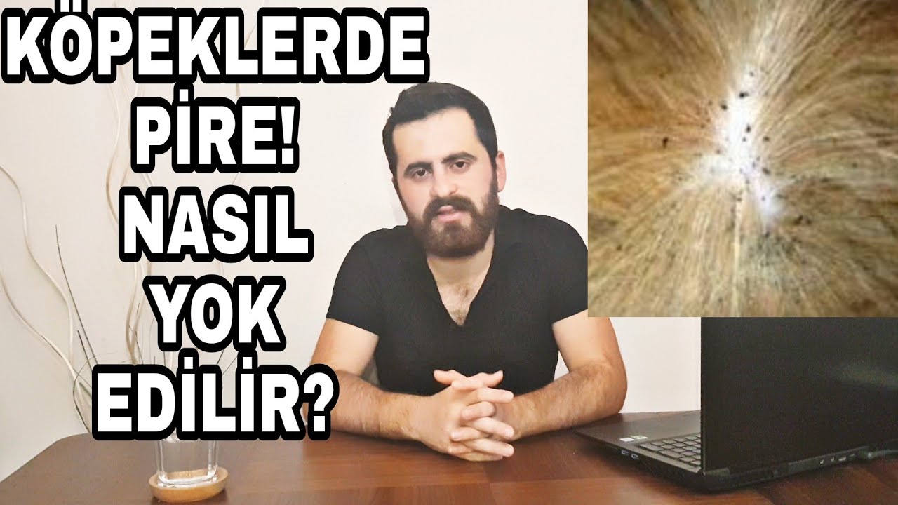 KÖPEKLERDE PİRE SORUNU! PİREYİ NASIL YOK EDERİZ ?