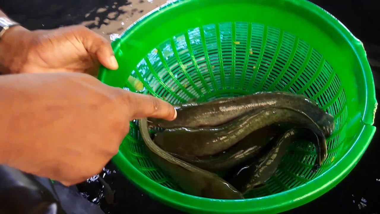 SIR WILSON  UFUGAJI WA SAMAKI.