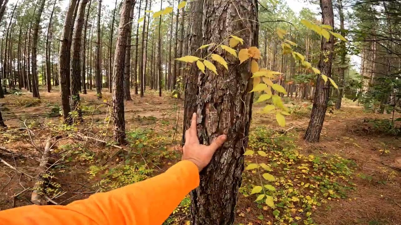 How We Thin Pine Tracts