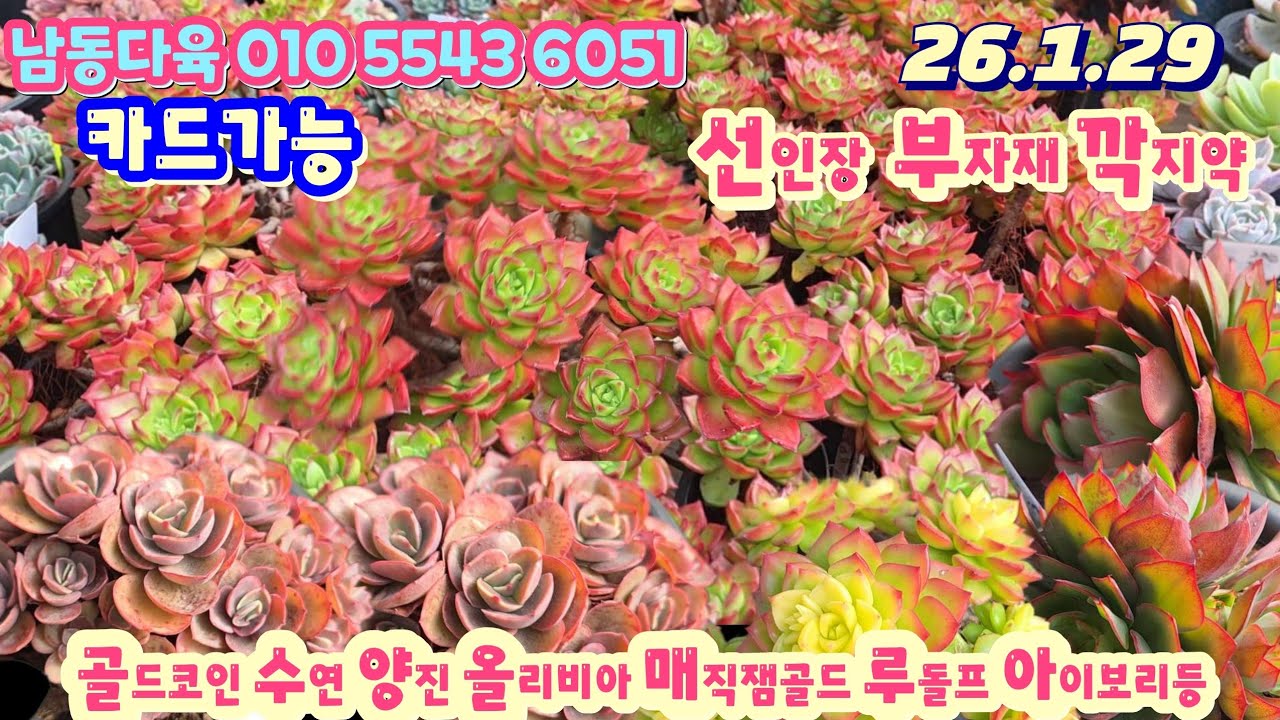 남동다육(3)묵둥이 선인장 2천짤 부자재 깍지약/나나후크미니 체리환타지아 레티지아 대품선인장 착하게 데려가세요 