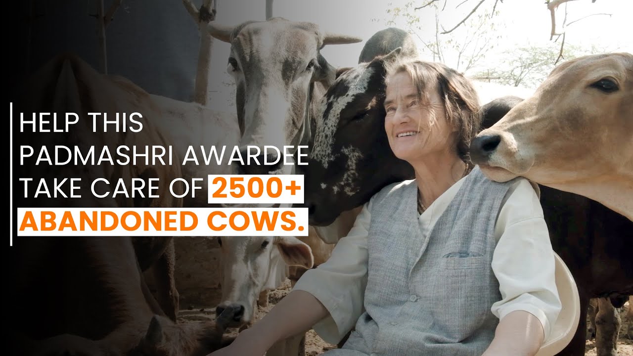 Help this gaushala feed 2500+ abandoned cows