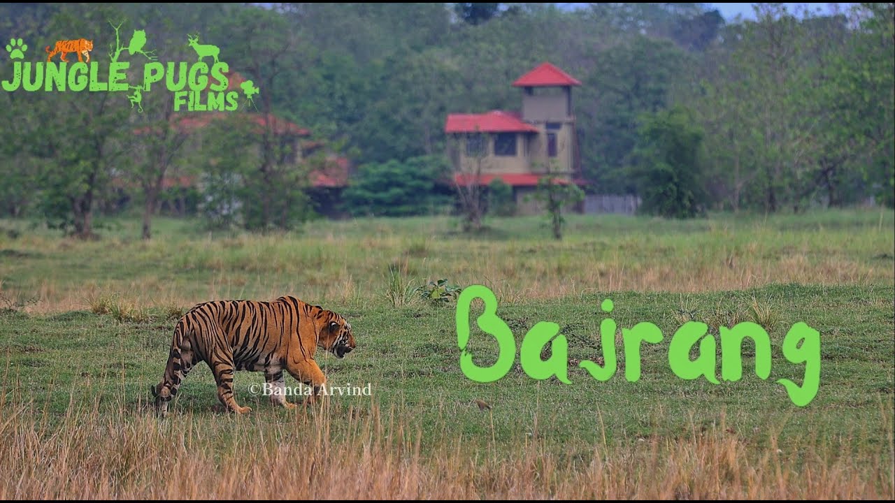 Big Male Tiger - Bajrang Walking Close To Gypsys at Moharli Buffer Tadoba National Park Chandrapur