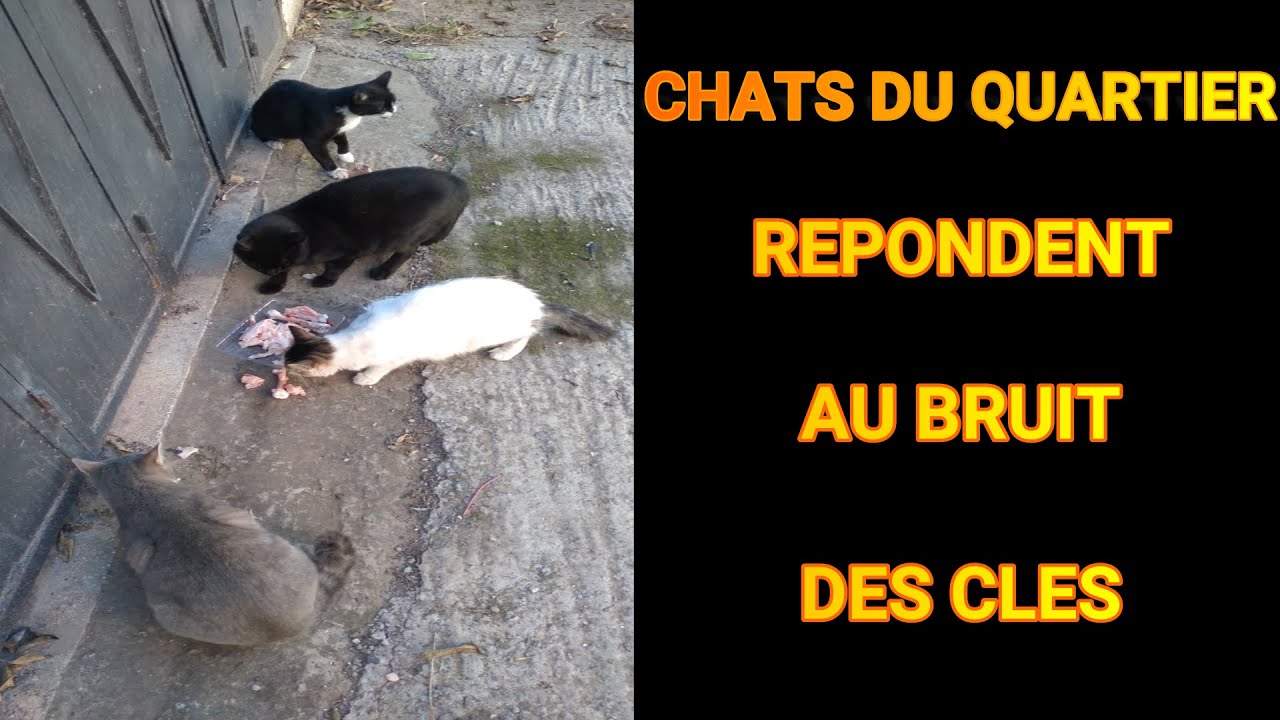 LA VIE DES CHATS DU QUARTIER