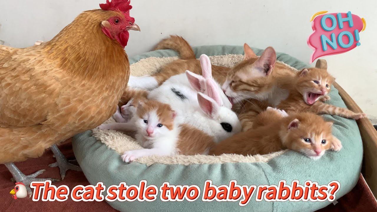 The hen suspected the cat of stealing two baby rabbits, but the ending was unexpected. It's so funny