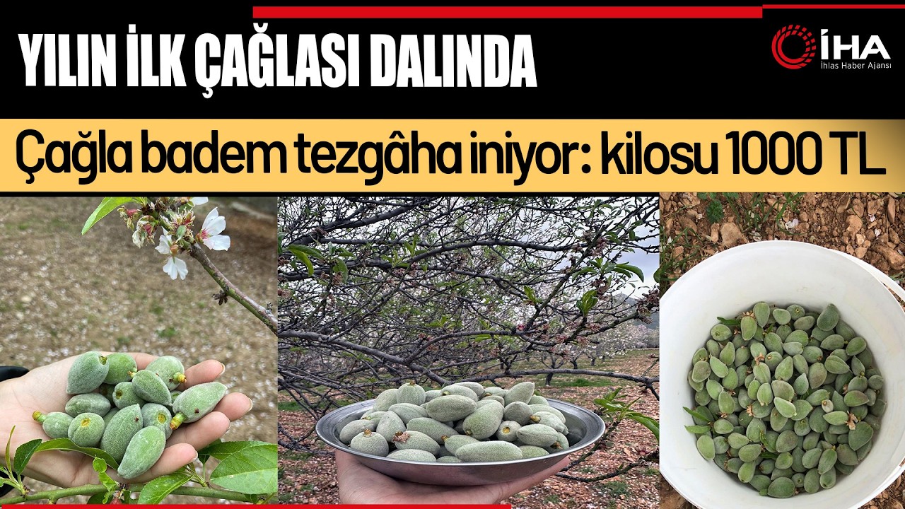 Datça'nın ünlü ‘çağla badem'i tezgaha inmeye hazır
