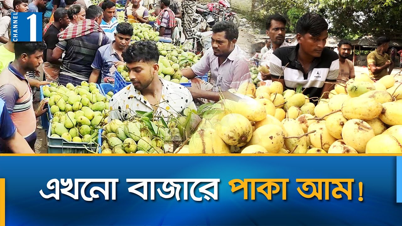 মৌসুমের বাইরে আমের চাহিদা মেটাচ্ছে চাঁপাইনবাবগঞ্জের কাটিমন | Katimon Mango | Channel One News