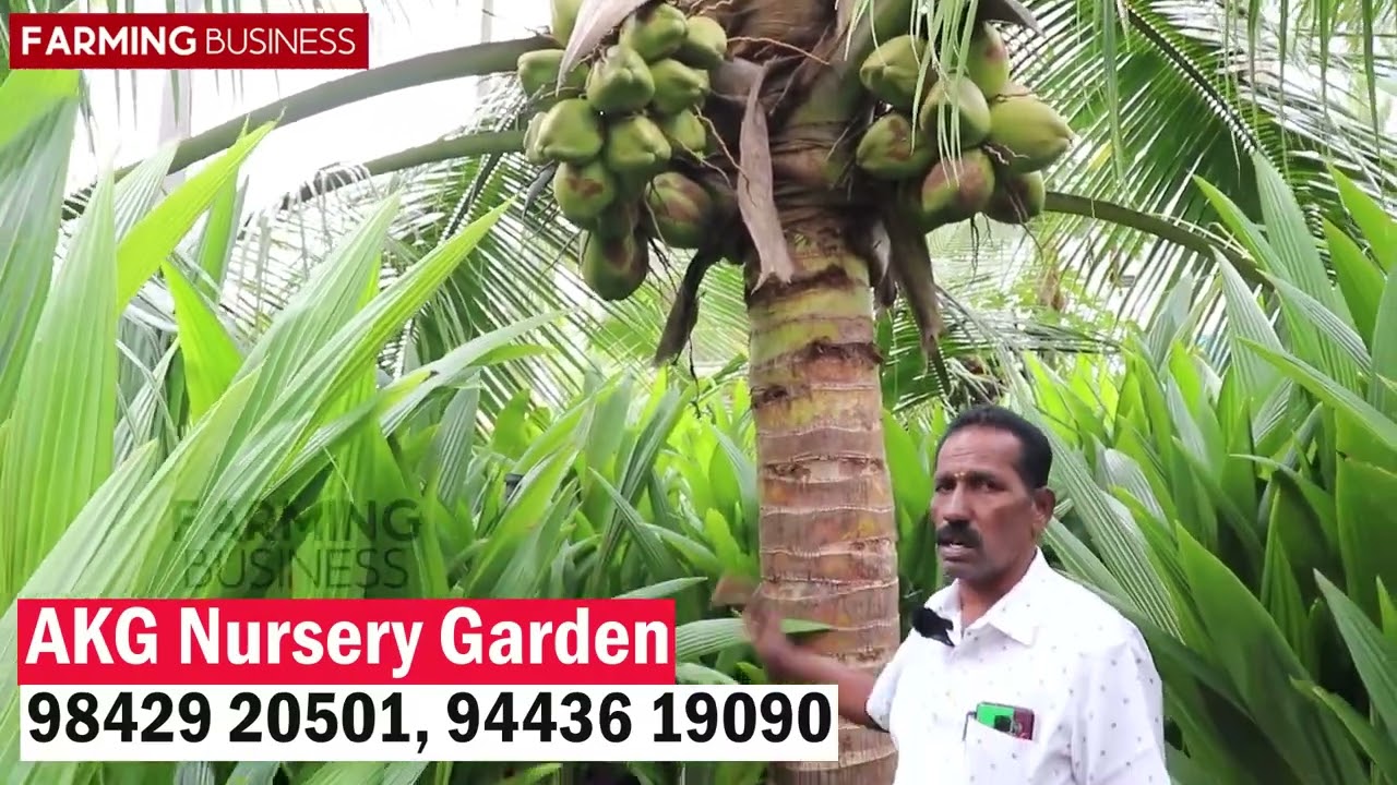 வறட்சியிலும் வளரக்கூடிய நெட்டைXகுட்டை தென்னை ஆண்டுக்கு 300 காய்கள் தரக்கூடிய AKG.நர்சரி கார்டன்