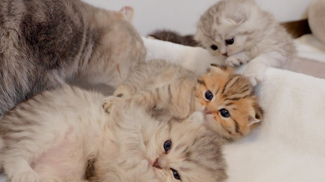 Кошачий удар ревнивого котенка был таким милым!