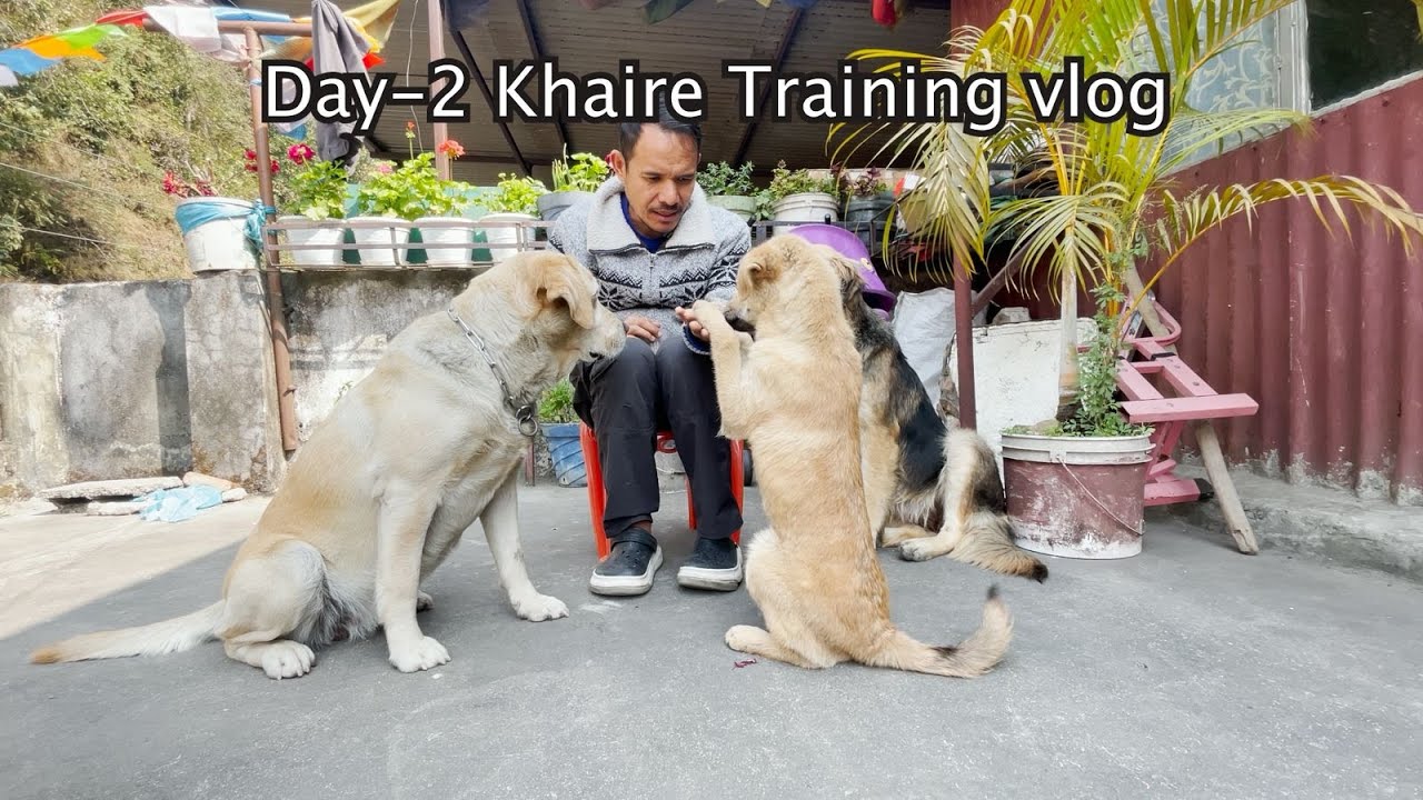 Day 2 puppy training