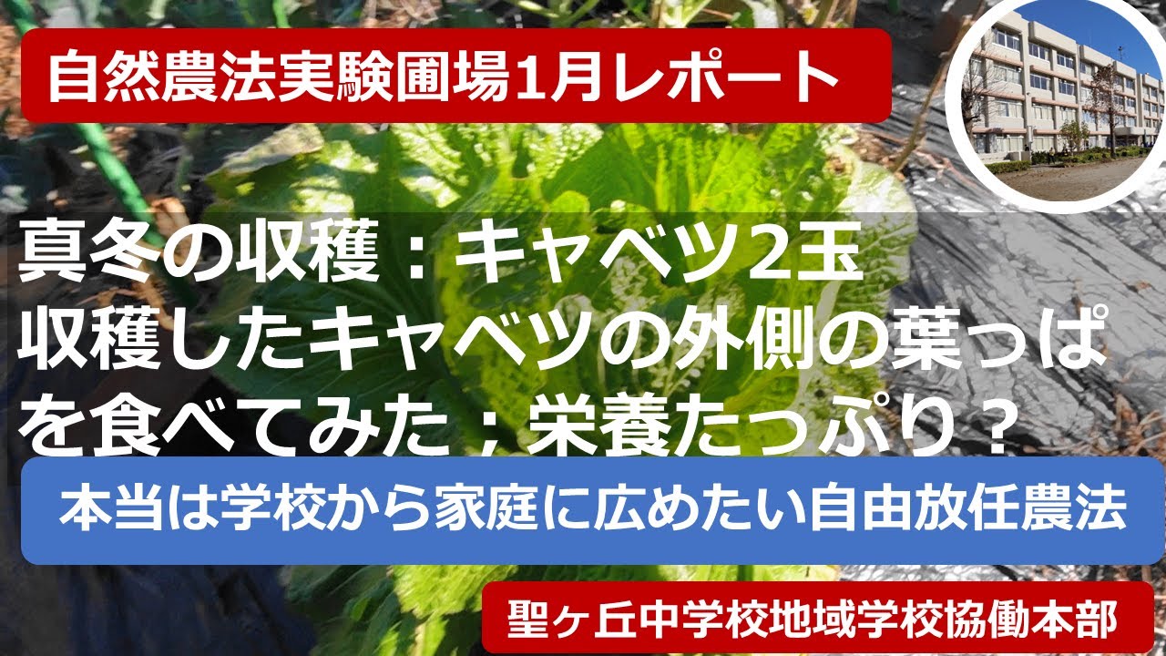 真冬の収穫　収穫したキャベツの外の葉を食べてみた　自然農法28（聖ヶ丘中学校地域学校協働本部の活動報告）