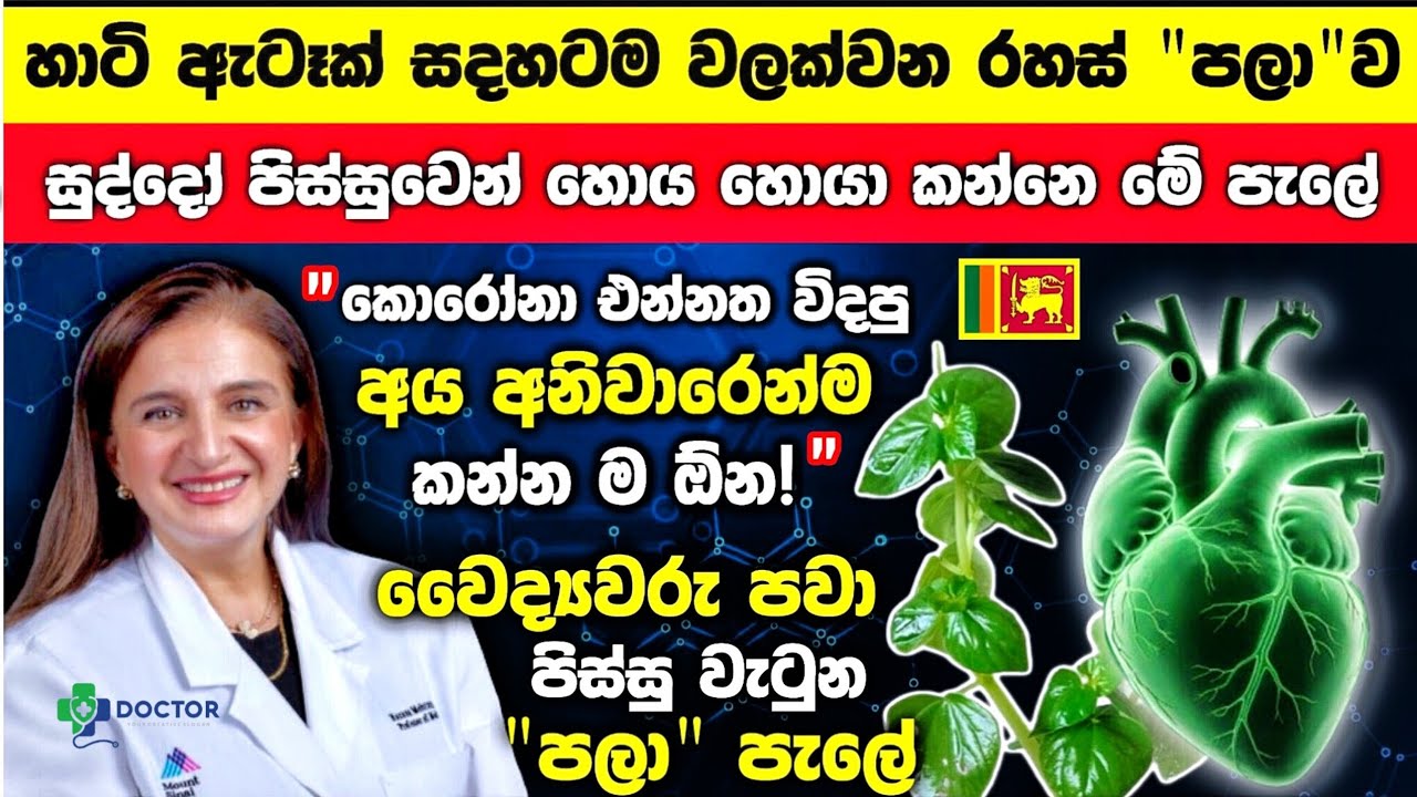 ⛔ලංකාව ලෝකය හොල්ලයි! ලේ වල ඝනකම අඩුකරන සුපිරි පලා වර්ගයක්