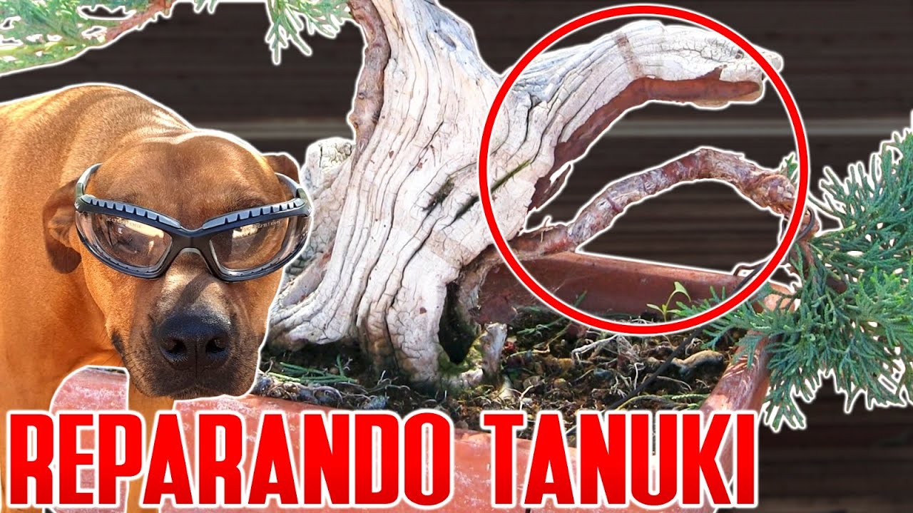 Reparando un tanuki - se sale un plantón de la madera