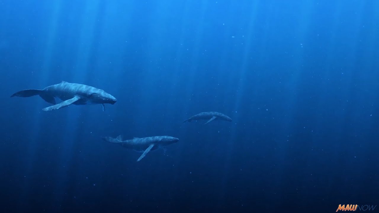 Eye-to-Eye with Humpbacks at Maui Ocean Center