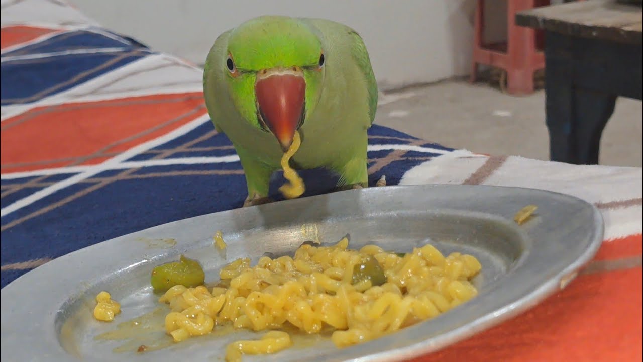 Mithu Maje Se Maggie Khata Hua😋 Non -Stop Talking Parrot 🦜 Talking To Everything 😂😅😆