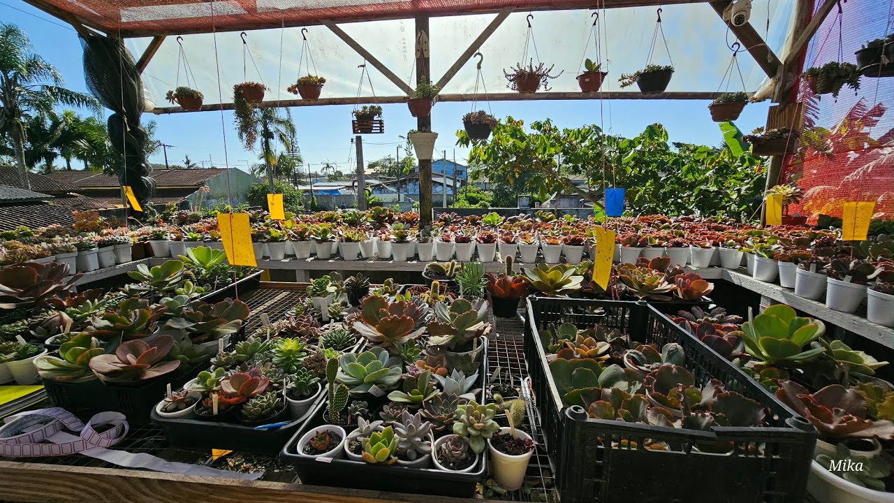 Mostrando um pouco das plantas dos clientes 