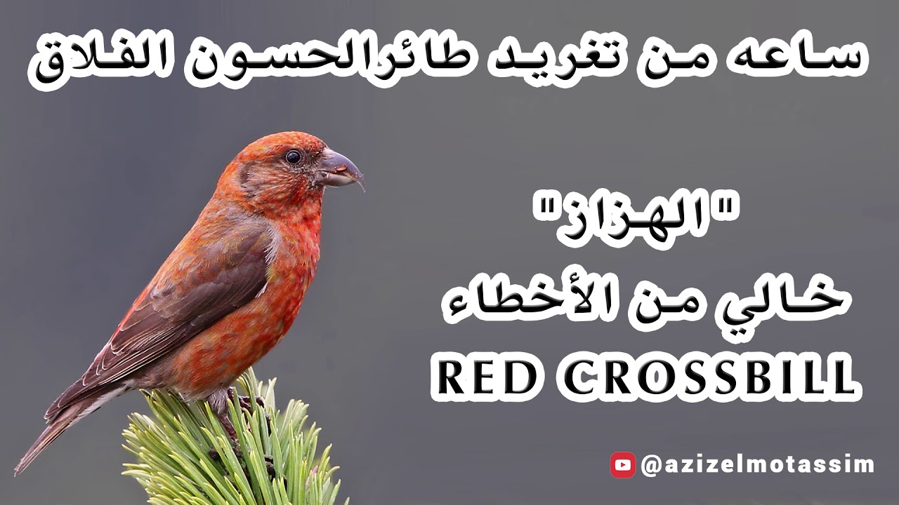 ساعه من تغريد طائر الحسون الفلاق 