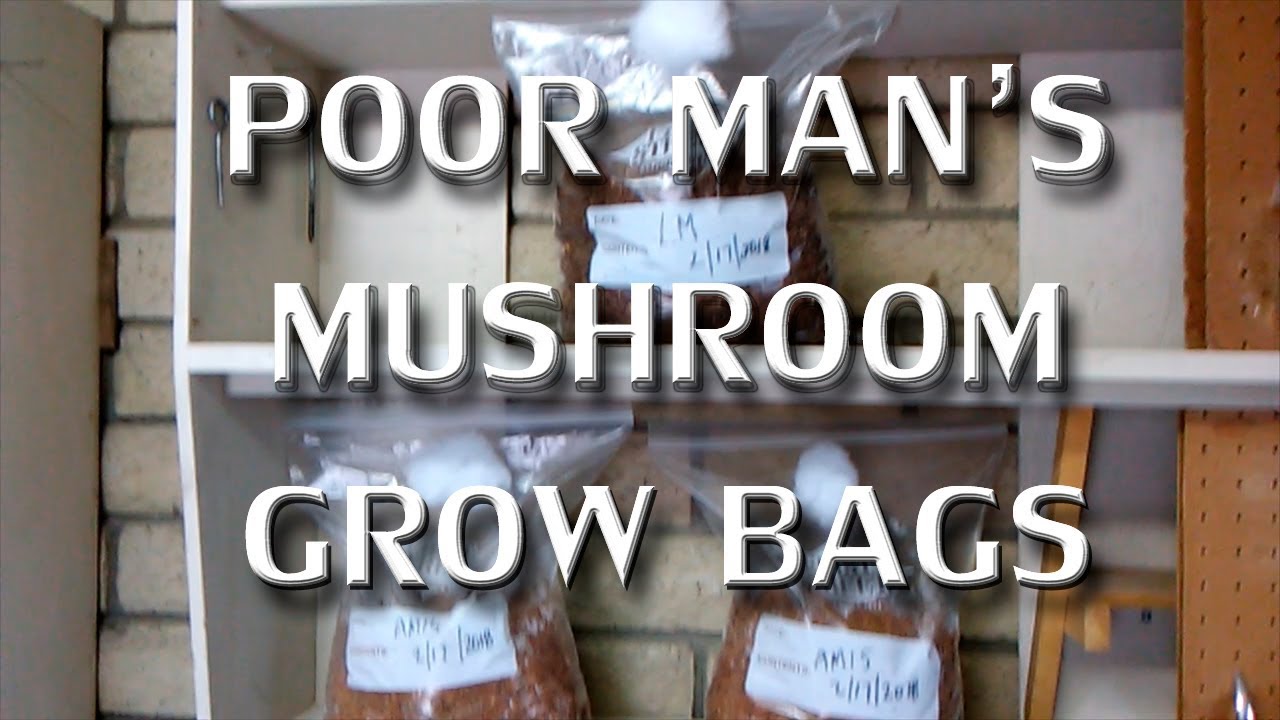 Poor Man's Mushroom Grow Bags