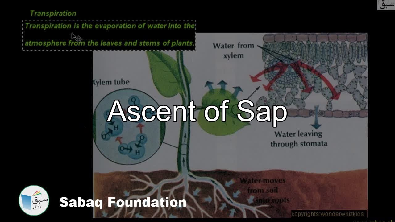 Ascent of Sap, Biology Lecture | Sabaq.pk
