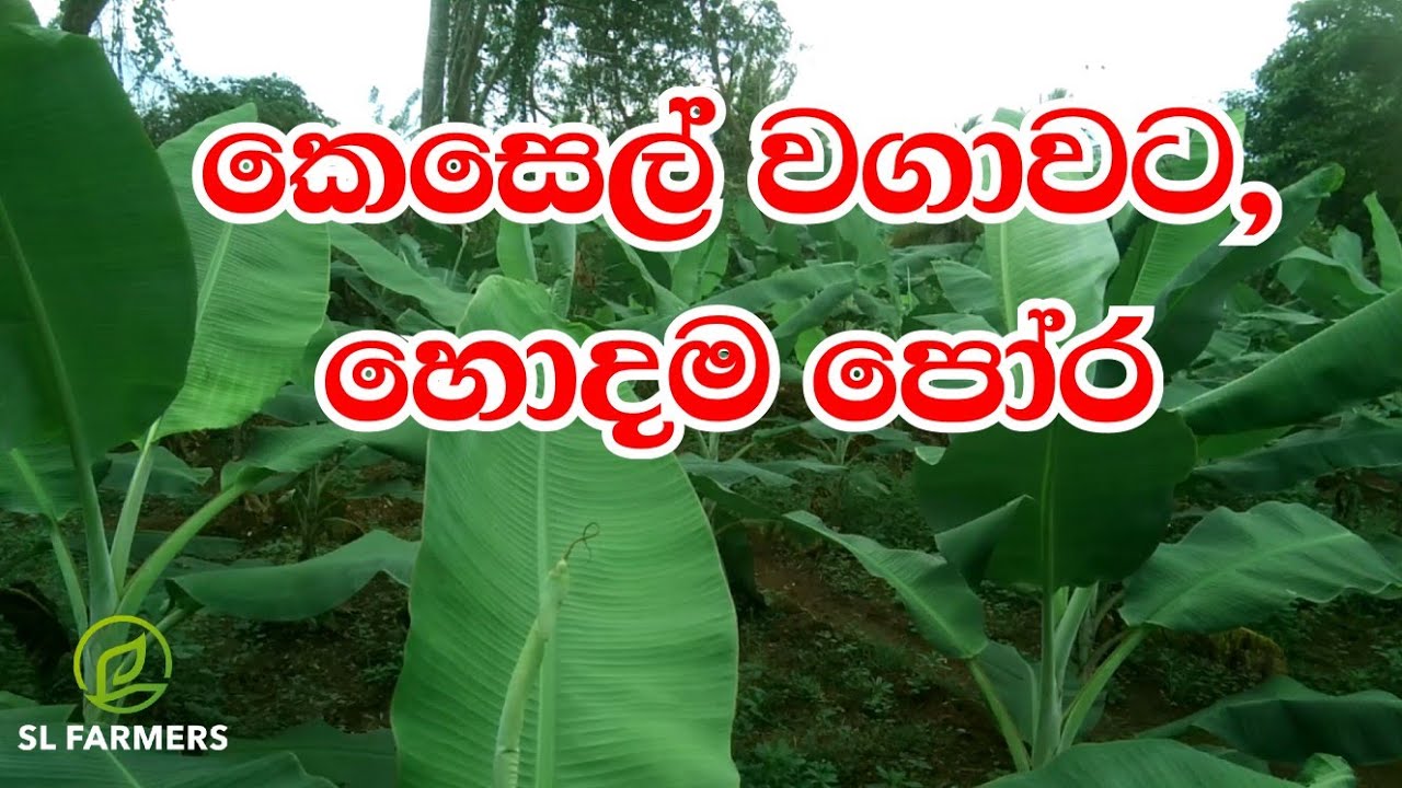 March 5, 2025කෙසෙල් වගාවේ පොහොර