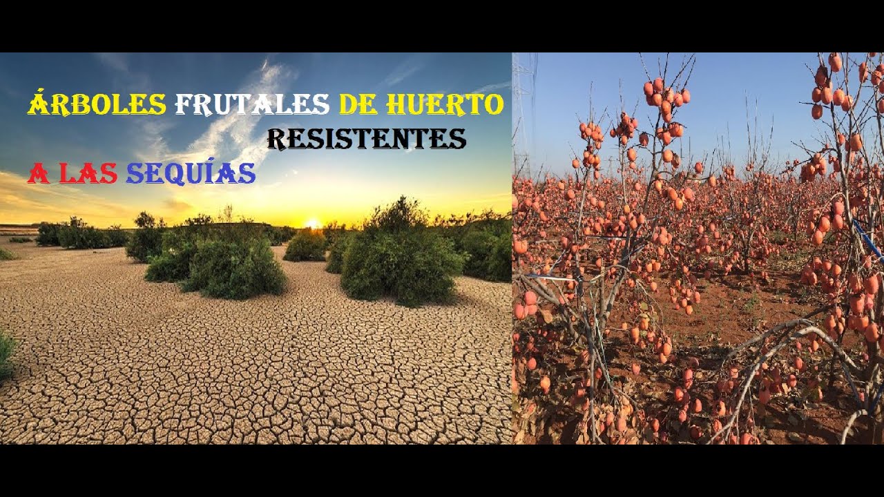 Àrboles Frutales Resistentes a las Sequías
