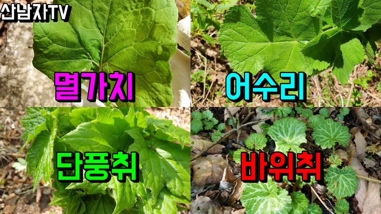 약이되는 흔한 산나물 어수리 단풍취 바위취 멸가치 곰취 개발딱주 호박취 개머위 까실 쑥부쟁이 비비추 지부나물 야생 산삼 바위떡풀 더덕 산남자 봄나물 약초 버섯 산행 항암 자연 건강