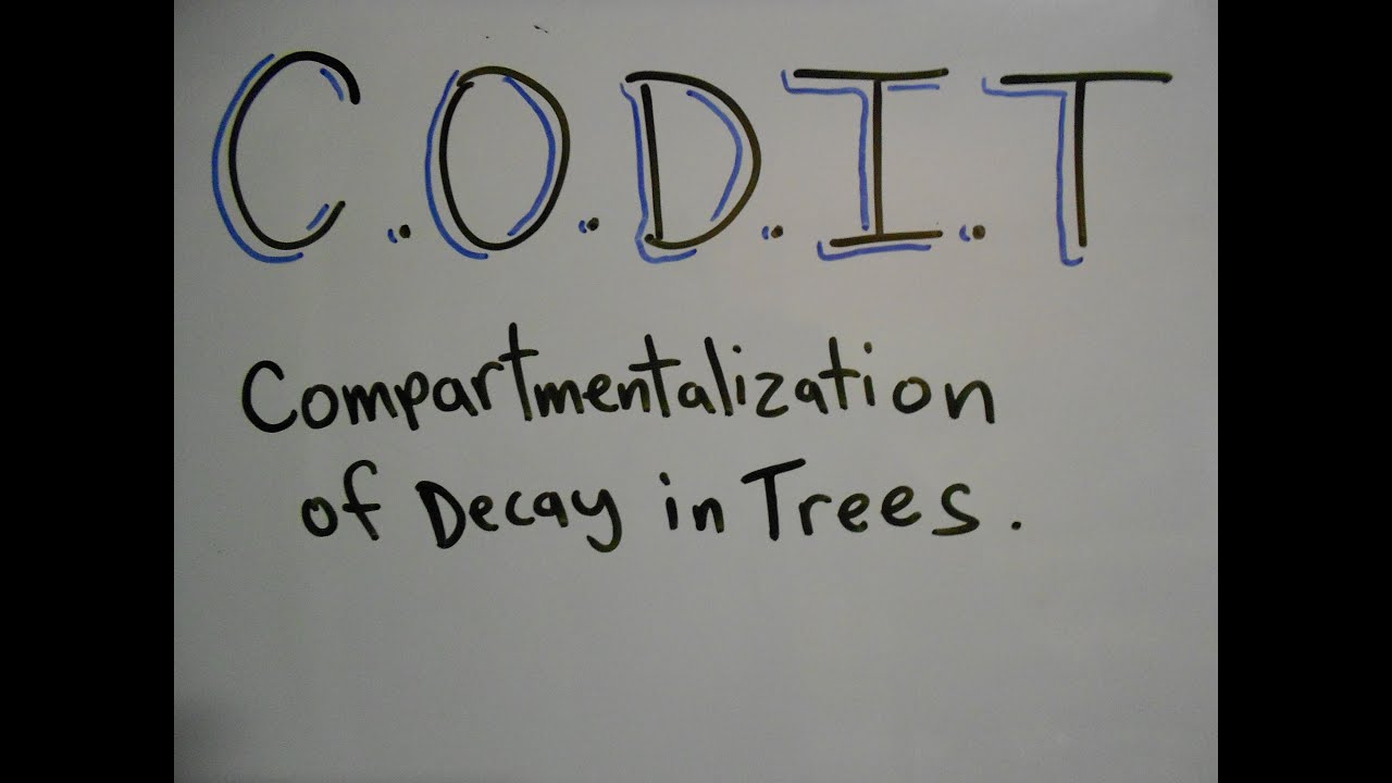 Plant ID: Compartmentalization of Decay in Trees (CODIT)