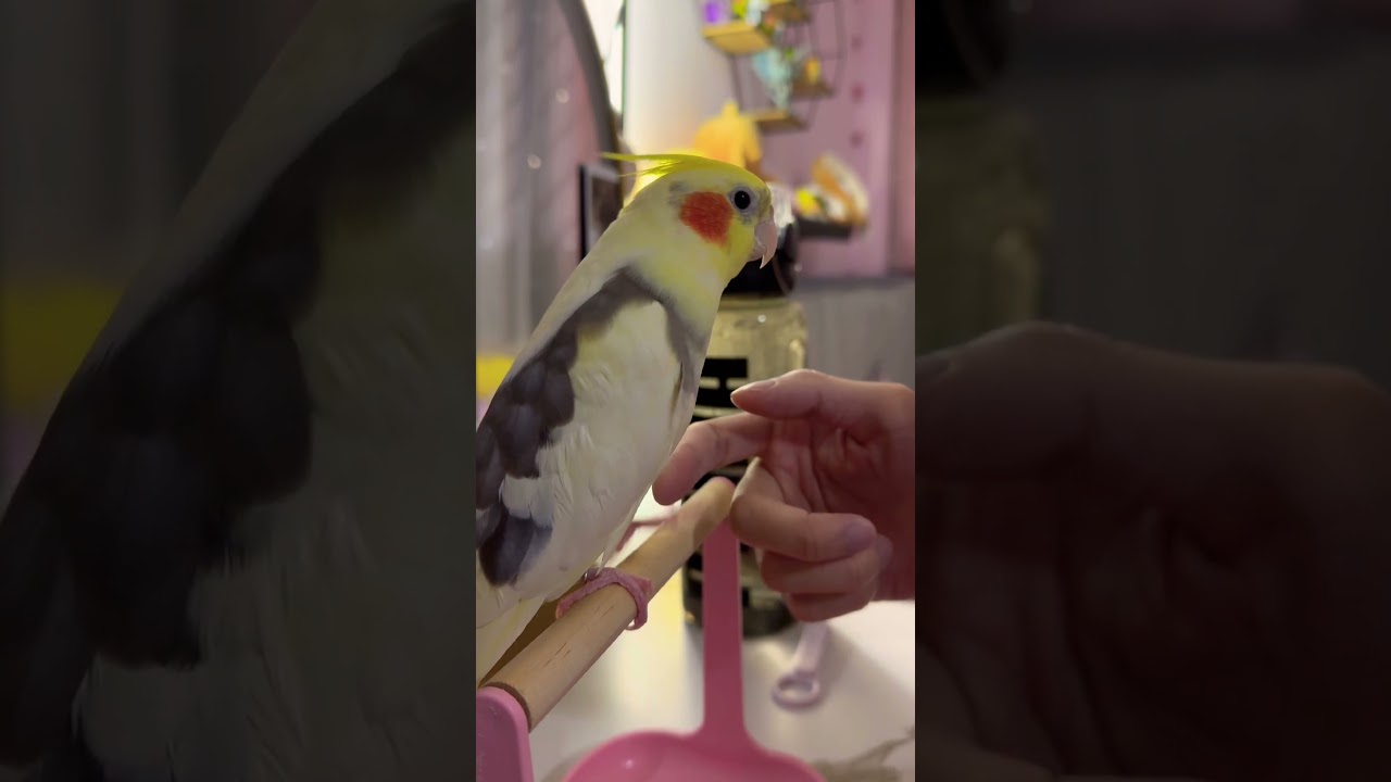 Cookie learning feet shake 🦶 