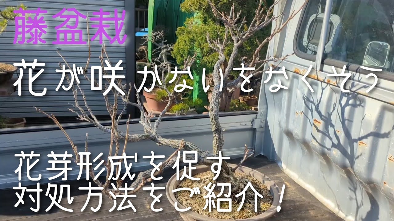 藤盆栽 花が咲かないをなくそう！花芽形成を促す管理をご紹介