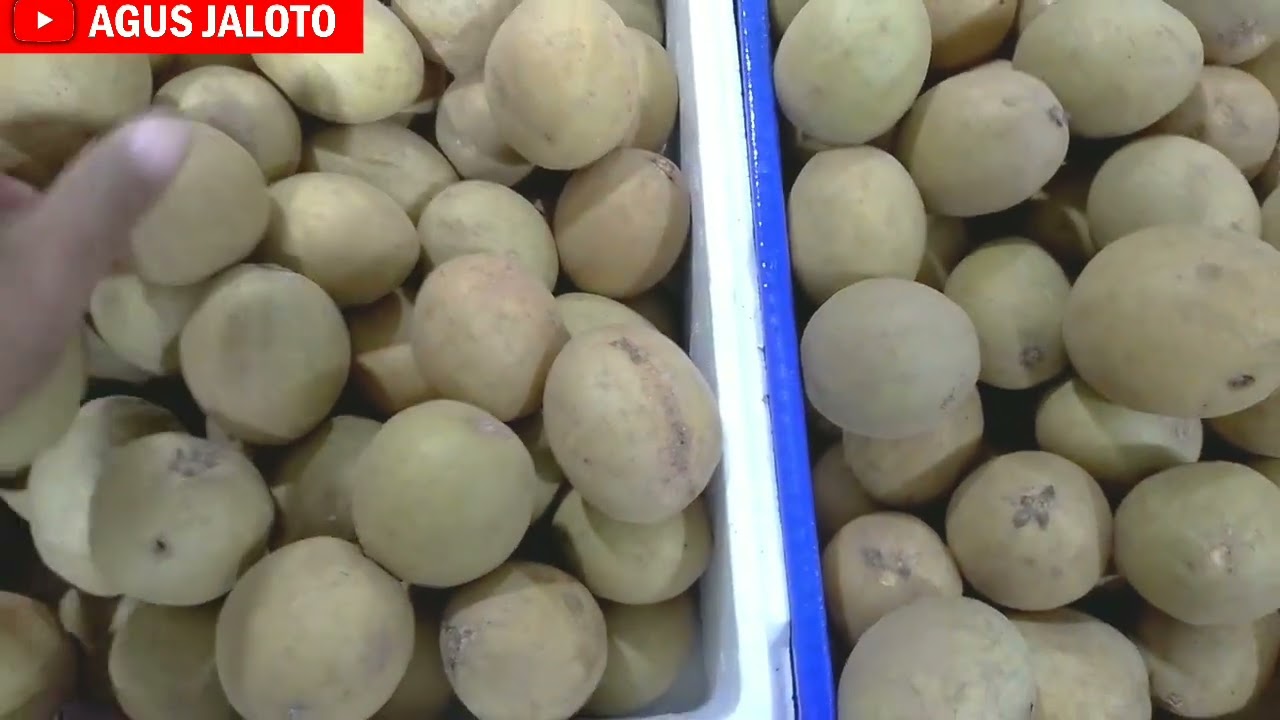 Buah Sawo Lokal Harganya Segini Di Kios Buah Pinggir Jalan